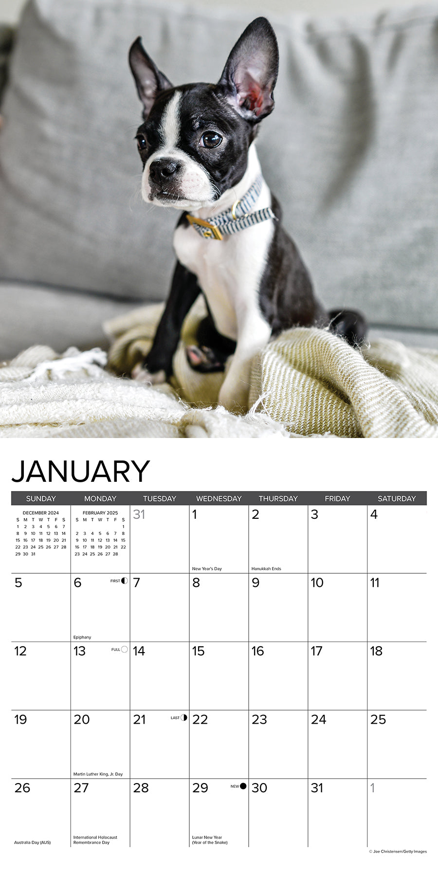 2025 Boston Terrier Puppies - Square Wall Calendar