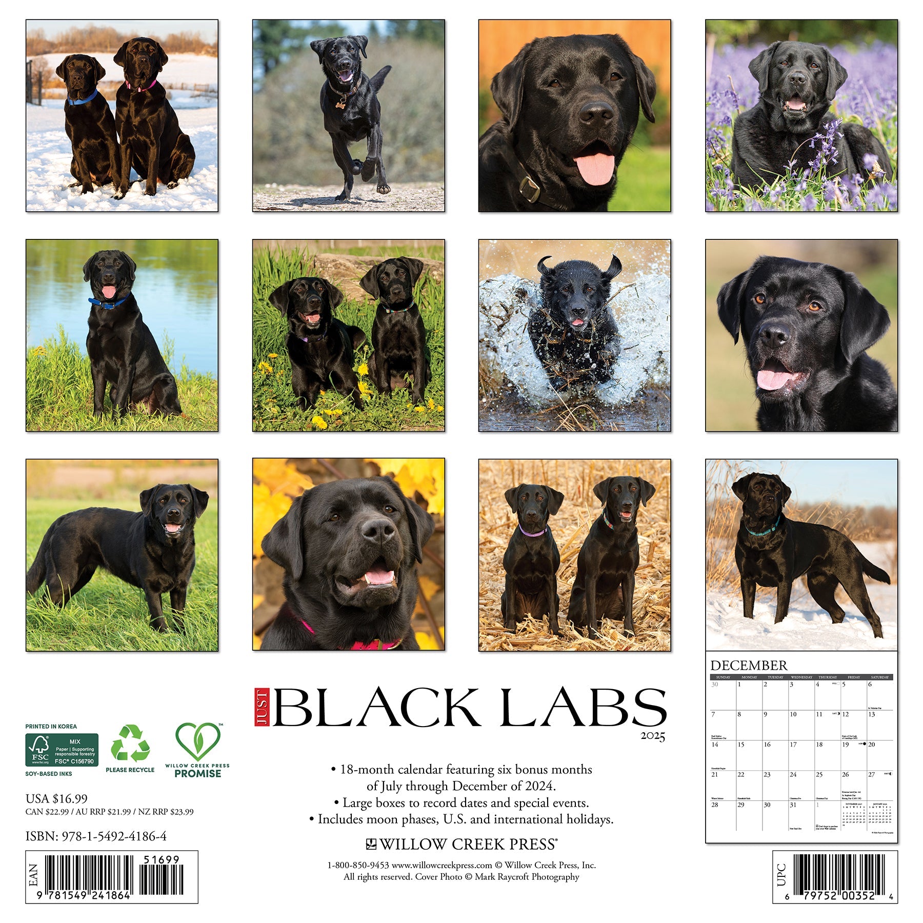 2025 Black Labs - Square Wall Calendar