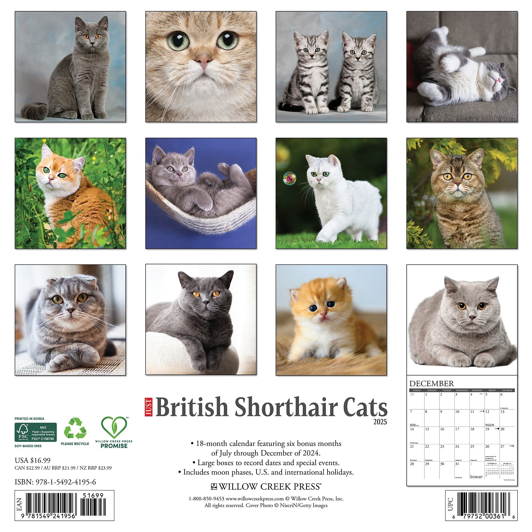 2025 British Shorthair Cats - Square Wall Calendar