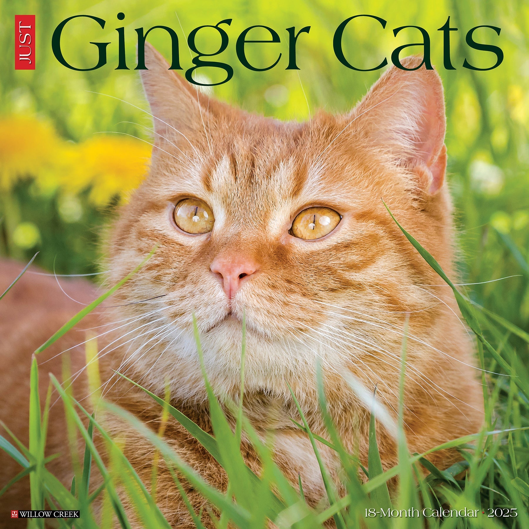 2025 Ginger Cats - Square Wall Calendar