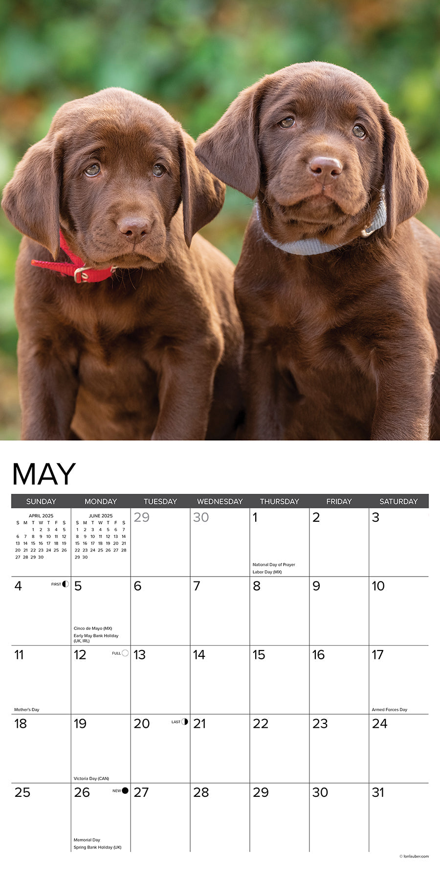 2025 Lab Puppies - Square Wall Calendar
