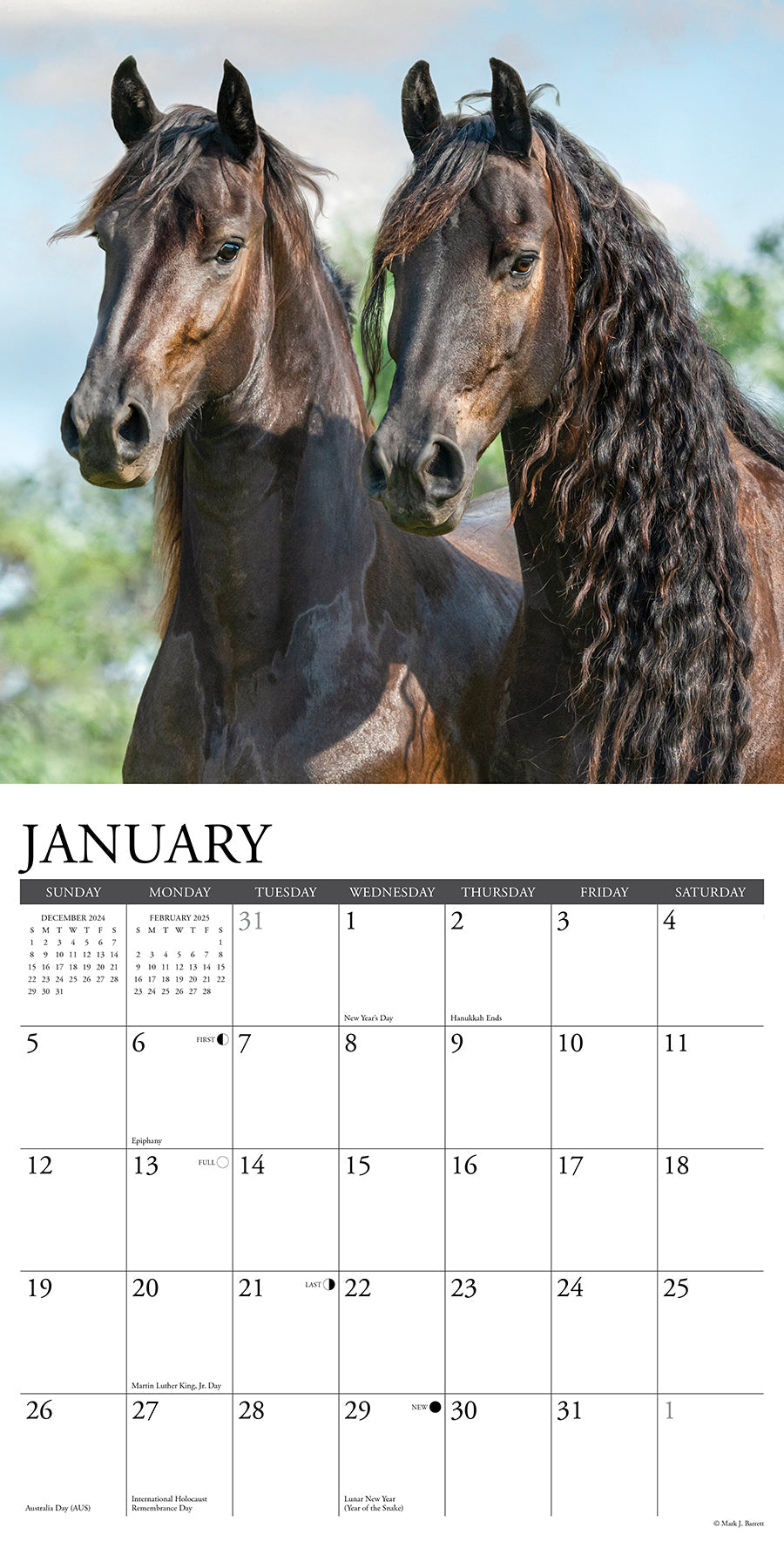 2025 Friesians - Square Wall Calendar