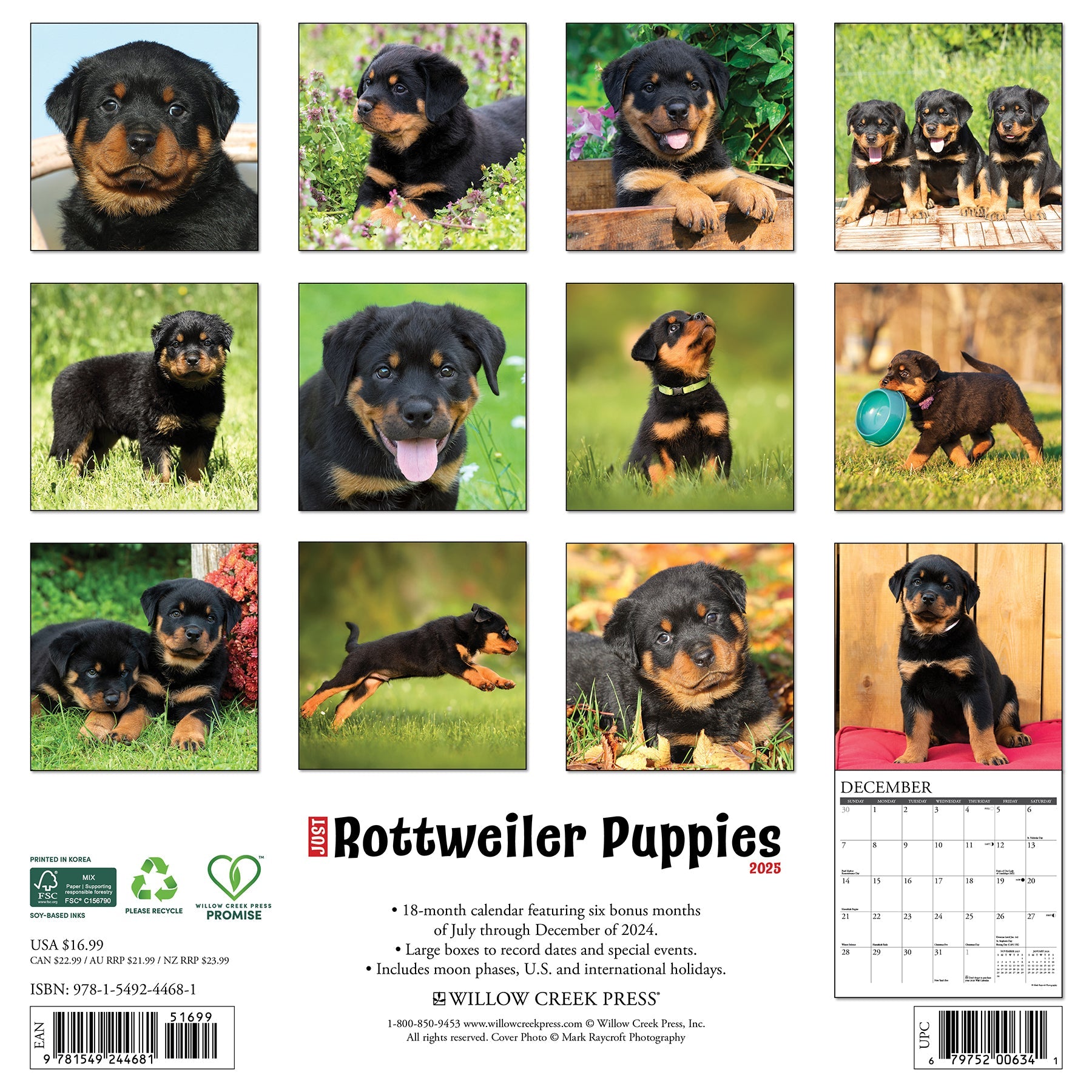 2025 Rottweiler Puppies - Square Wall Calendar