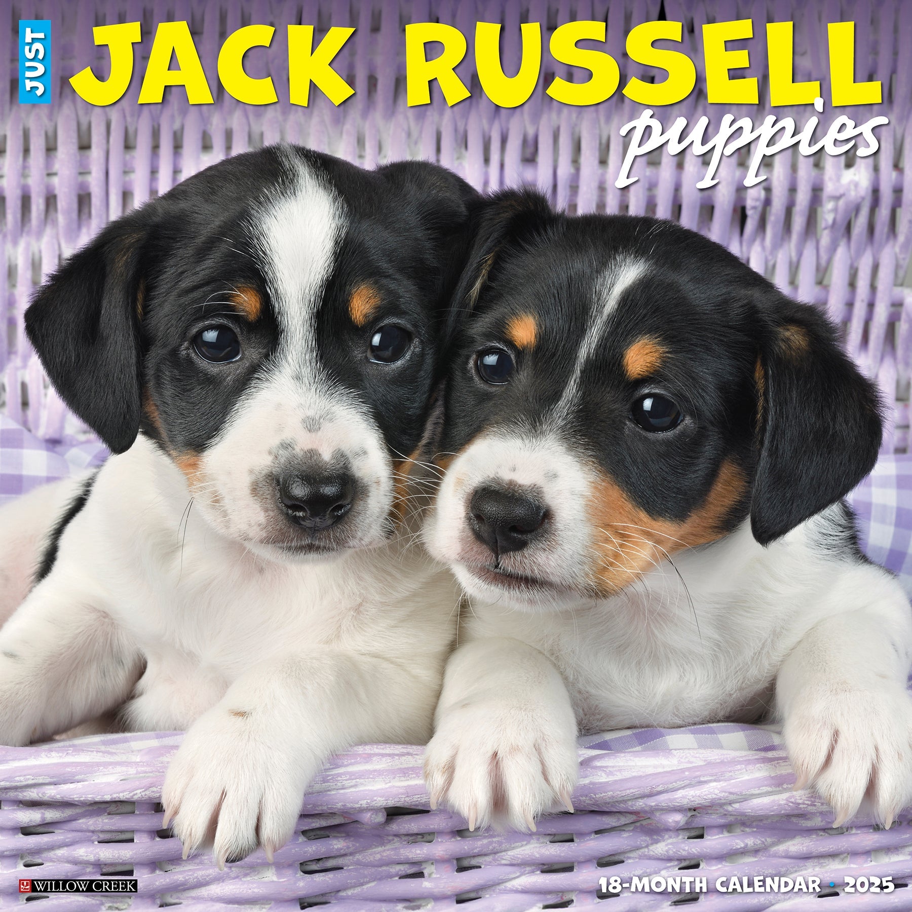 2025 Jack Russell Puppies - Square Wall Calendar