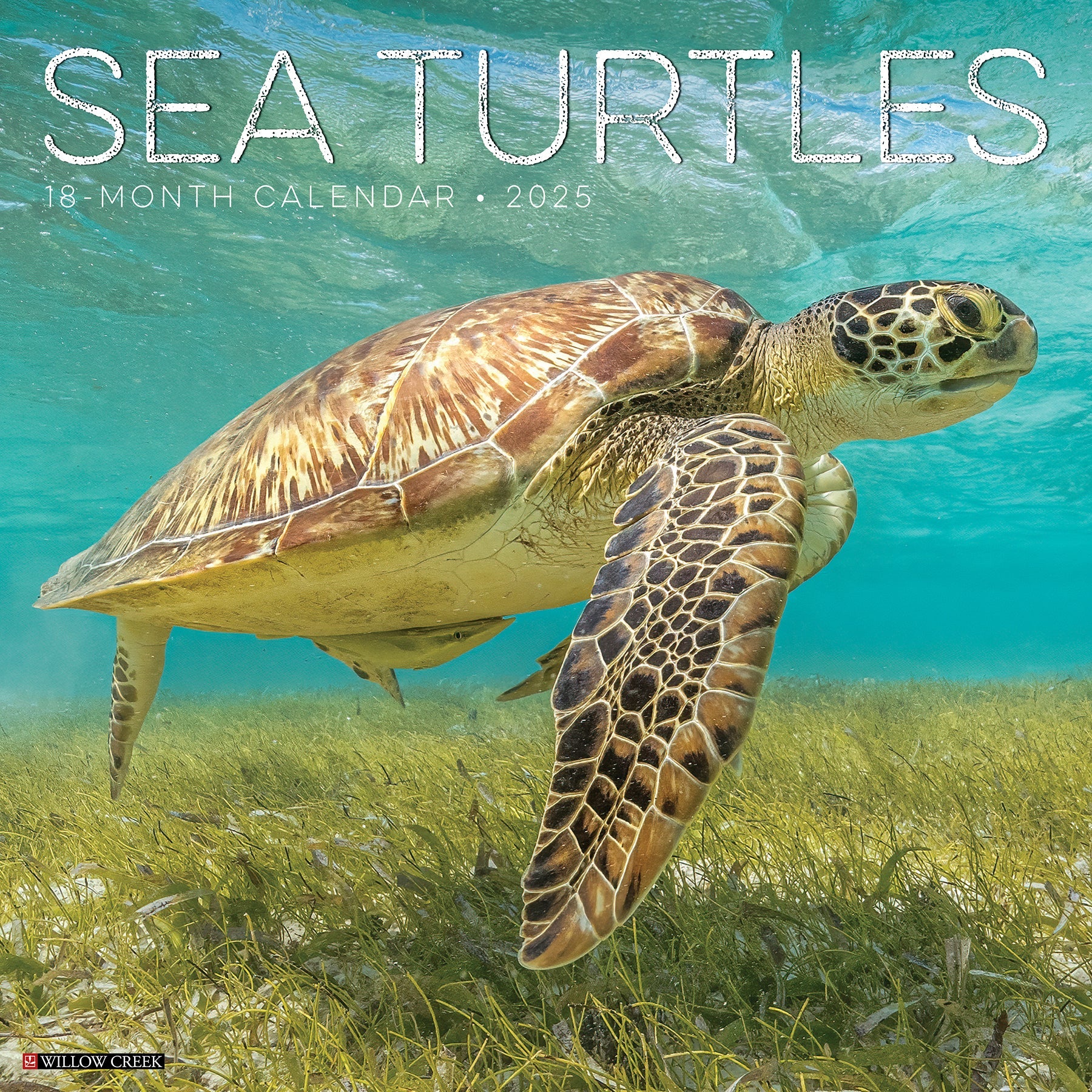 2025 Sea Turtles - Square Wall Calendar