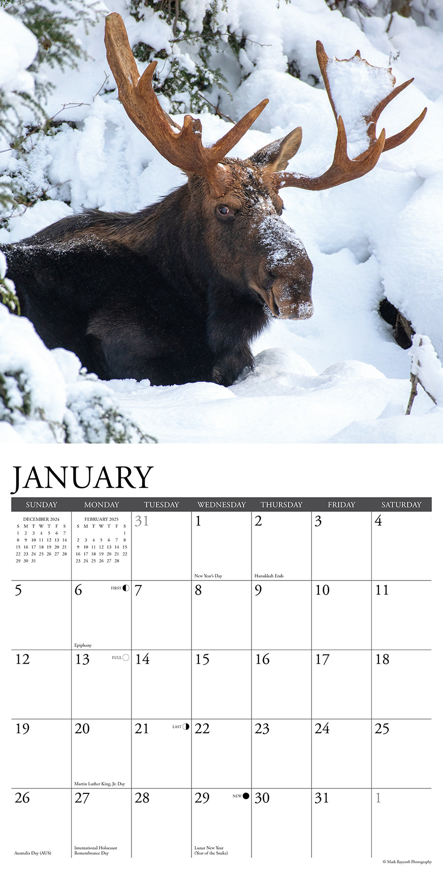 2025 Moose - Square Wall Calendar