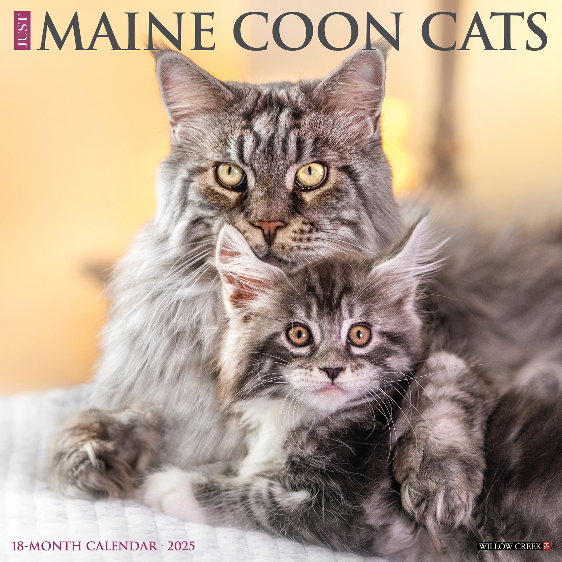 2025 Maine Coon Cats - Square Wall Calendar