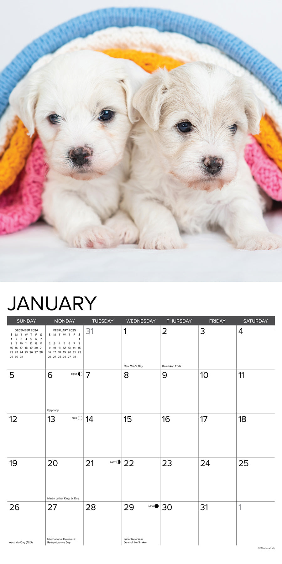 2025 Bichon Frise Puppies - Square Wall Calendar