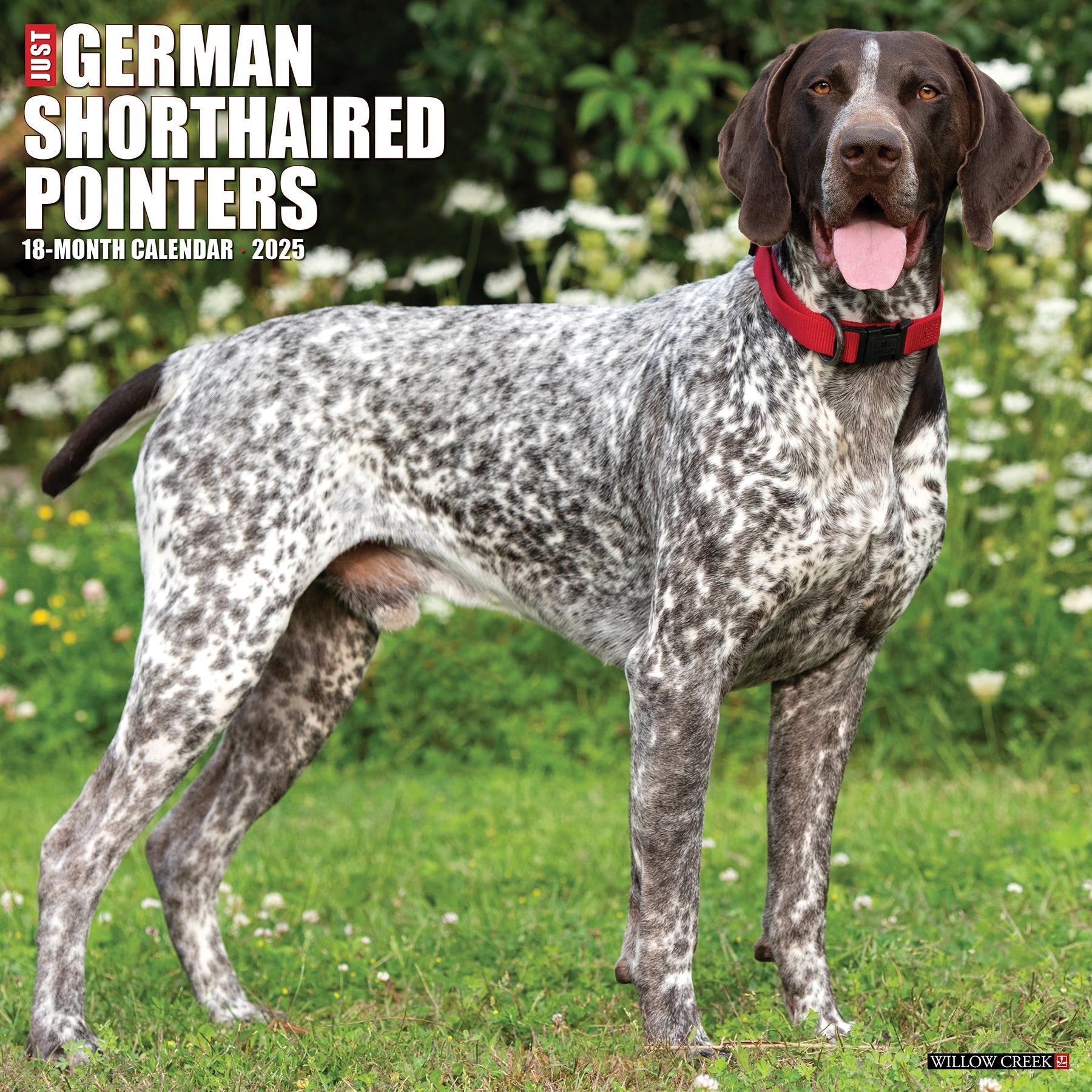 2025 German Shorthaired Pointers - Square Wall Calendar