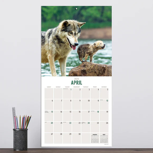 2025 Wolves - Square Wall Calendar