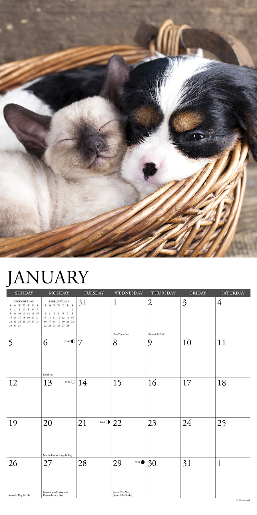 2025 Cats & Dogs - Square Wall Calendar