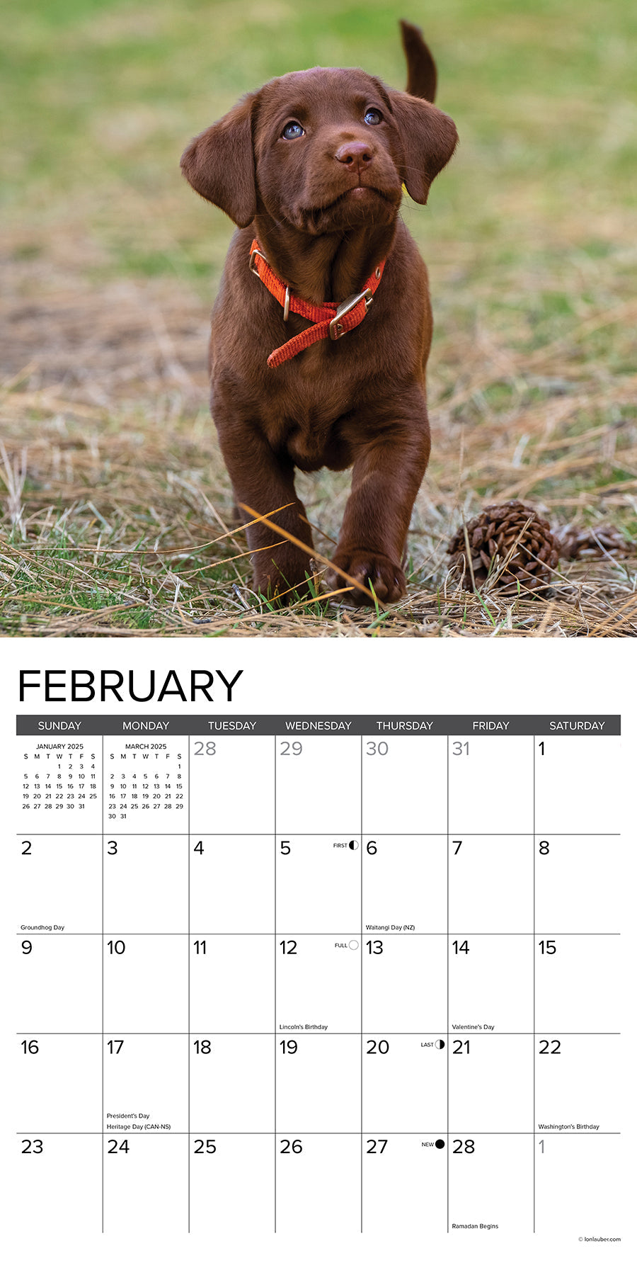 2025 Chocolate Lab Puppies - Square Wall Calendar