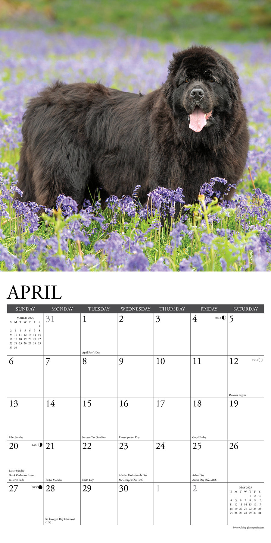 2025 Newfoundlands - Square Wall Calendar