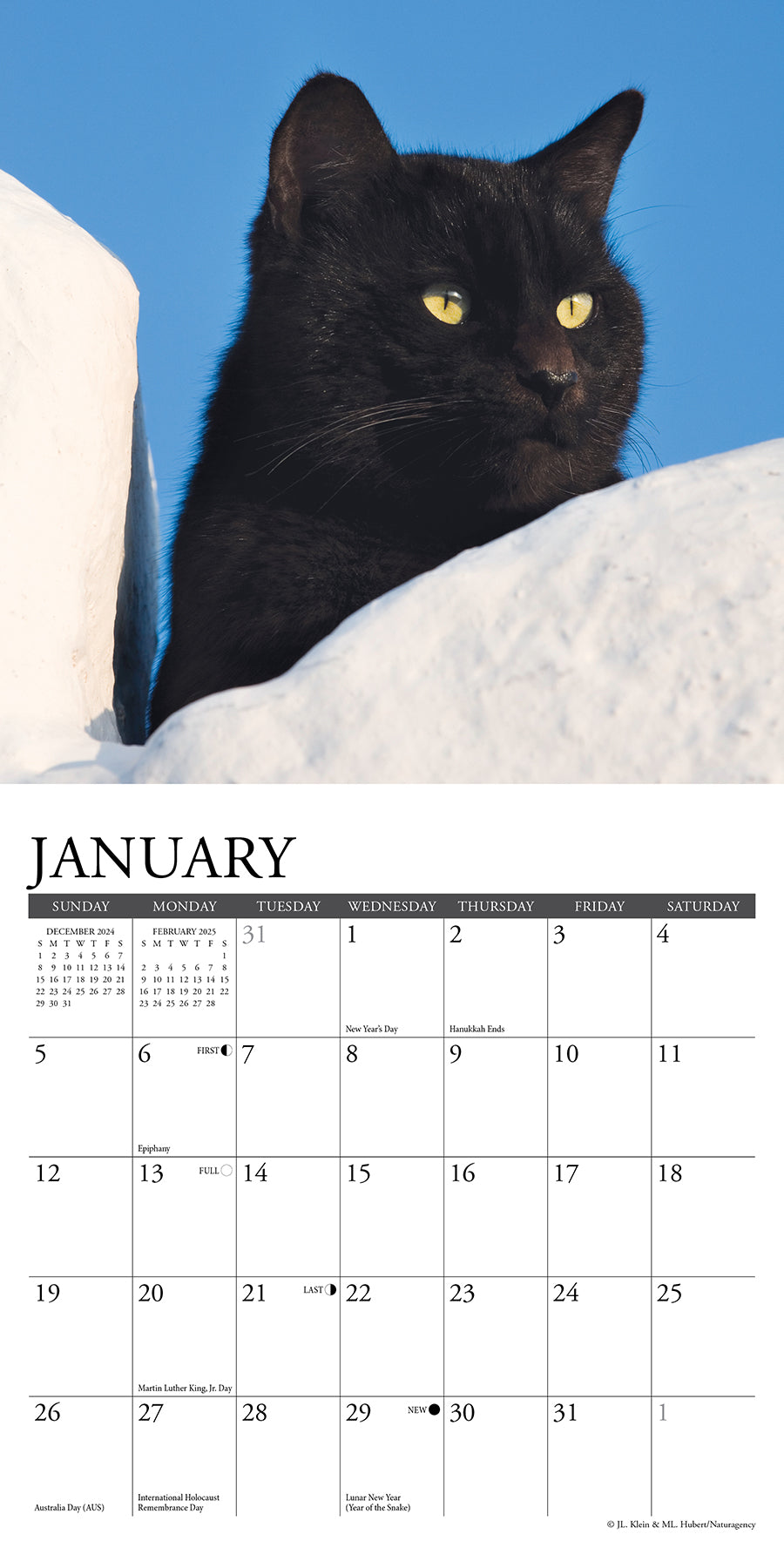 2025 Black Cats - Mini Wall Calendar