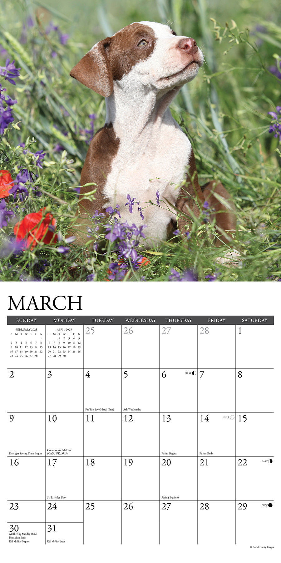 2025 American Pit Bull Terrier Puppies - Square Wall Calendar