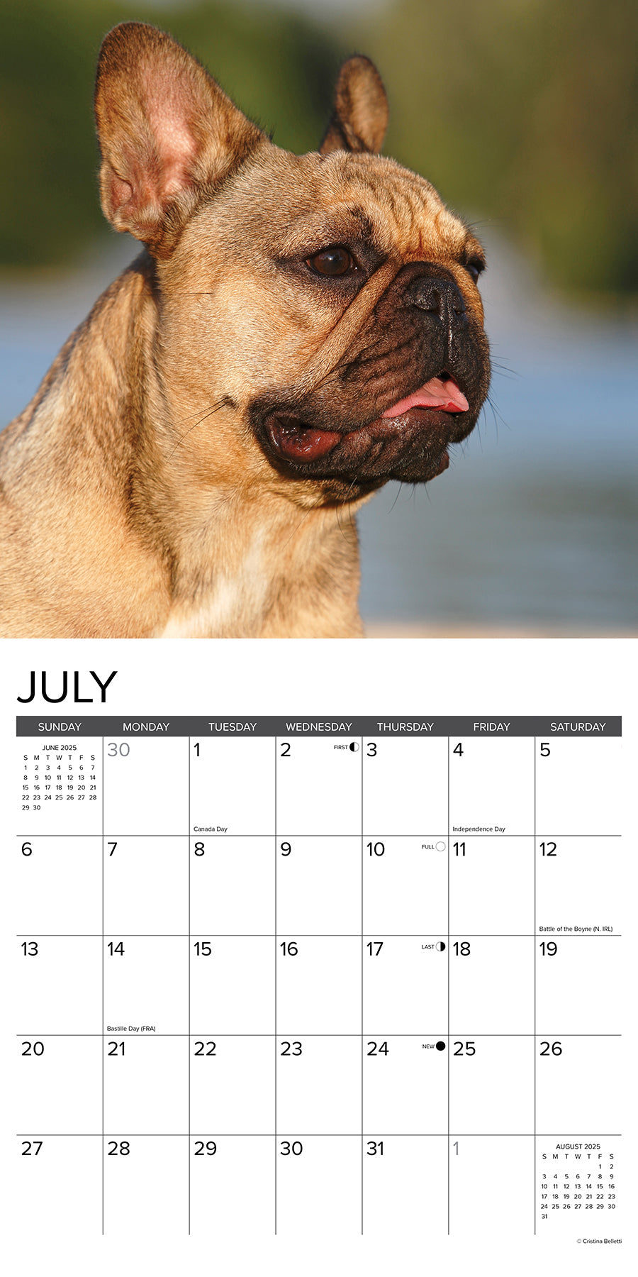 2025 French Bulldogs - Square Wall Calendar