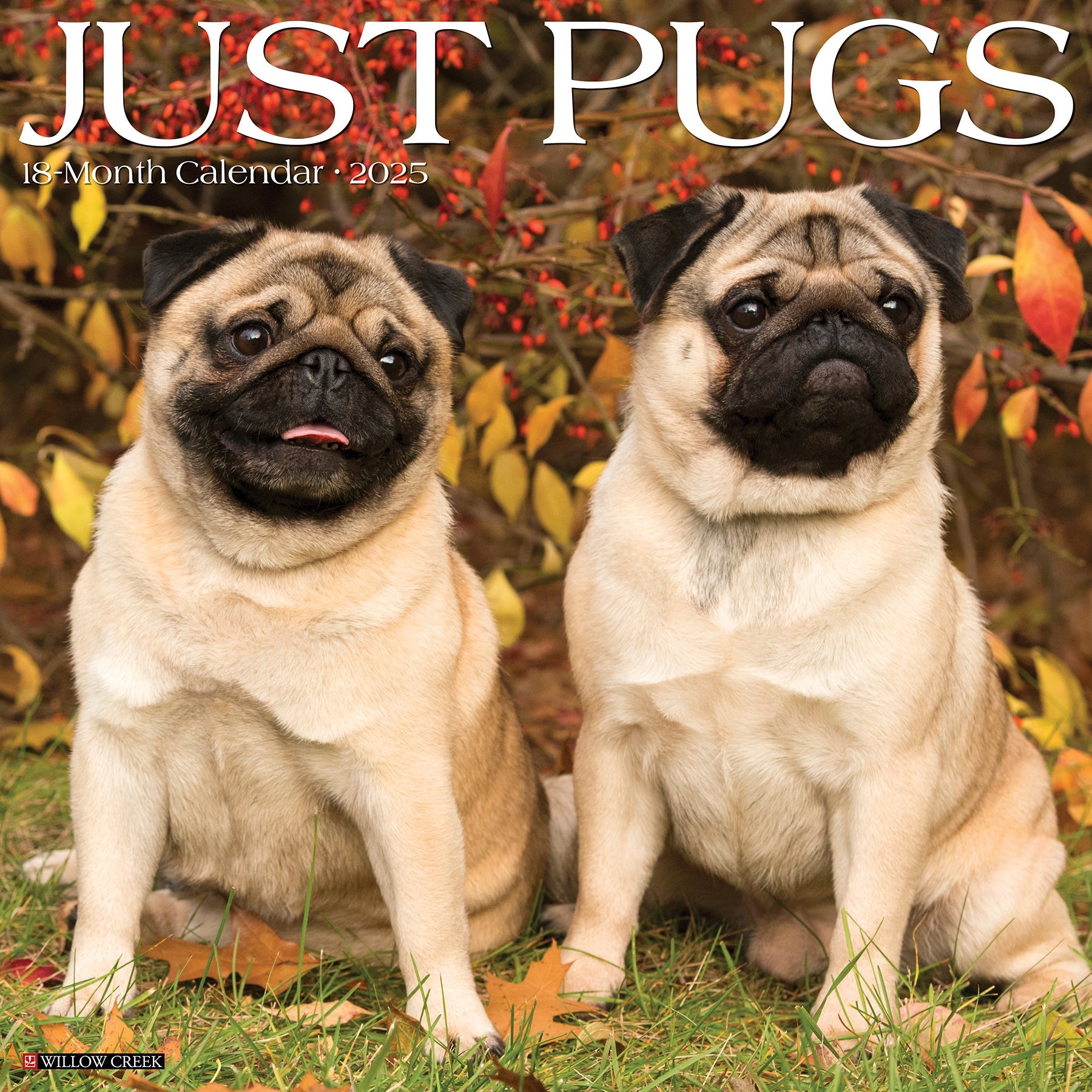 2025 Pugs - Square Wall Calendar