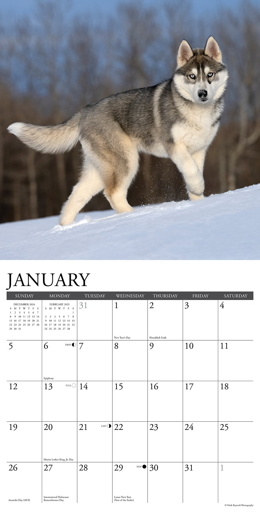 2025 Siberian Huskies - Square Wall Calendar