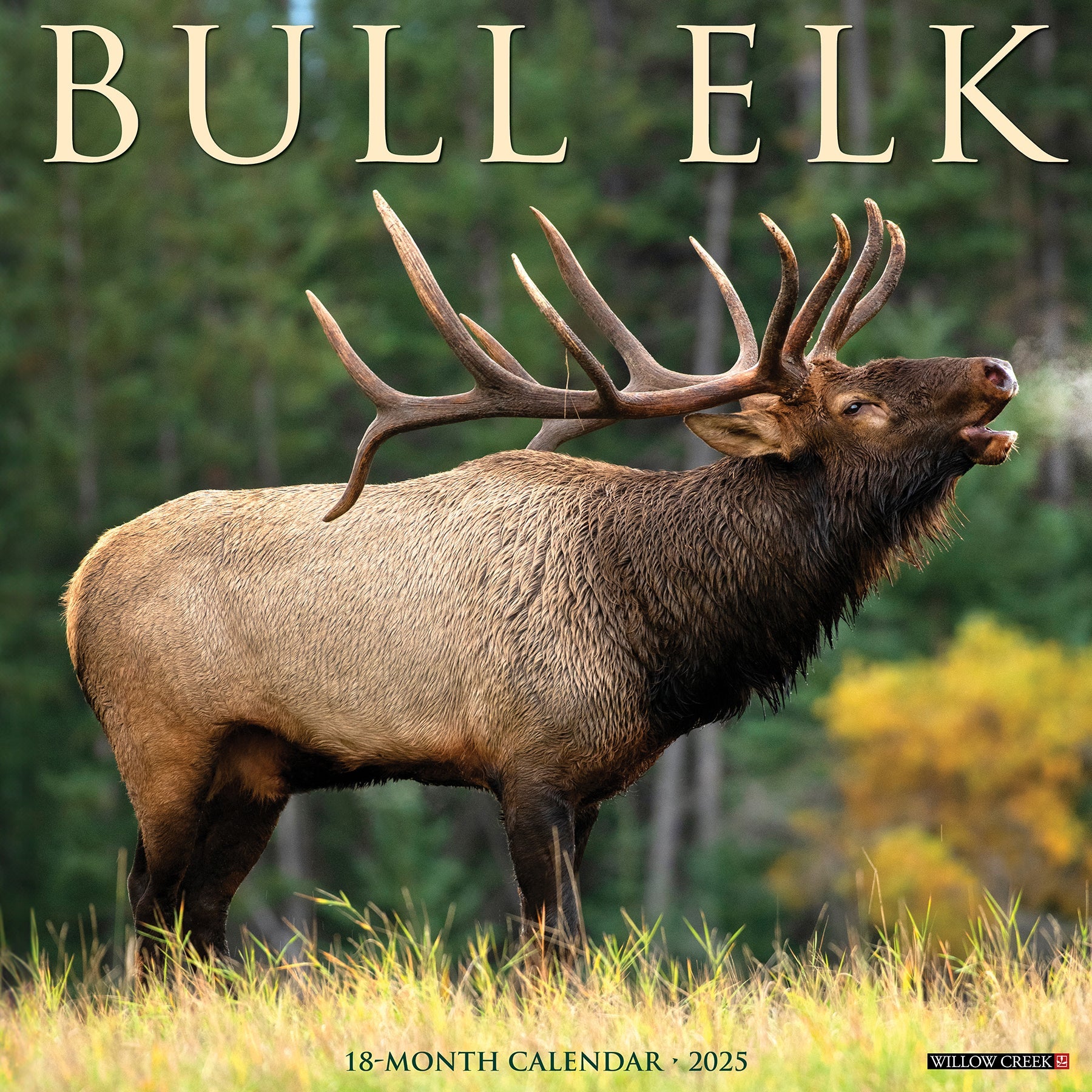 2025 Bull Elk - Square Wall Calendar