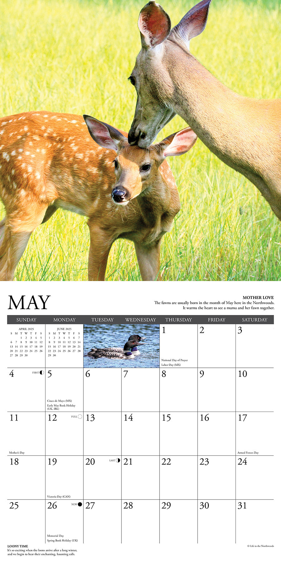 2025 Life in the Northwoods - Square Wall Calendar