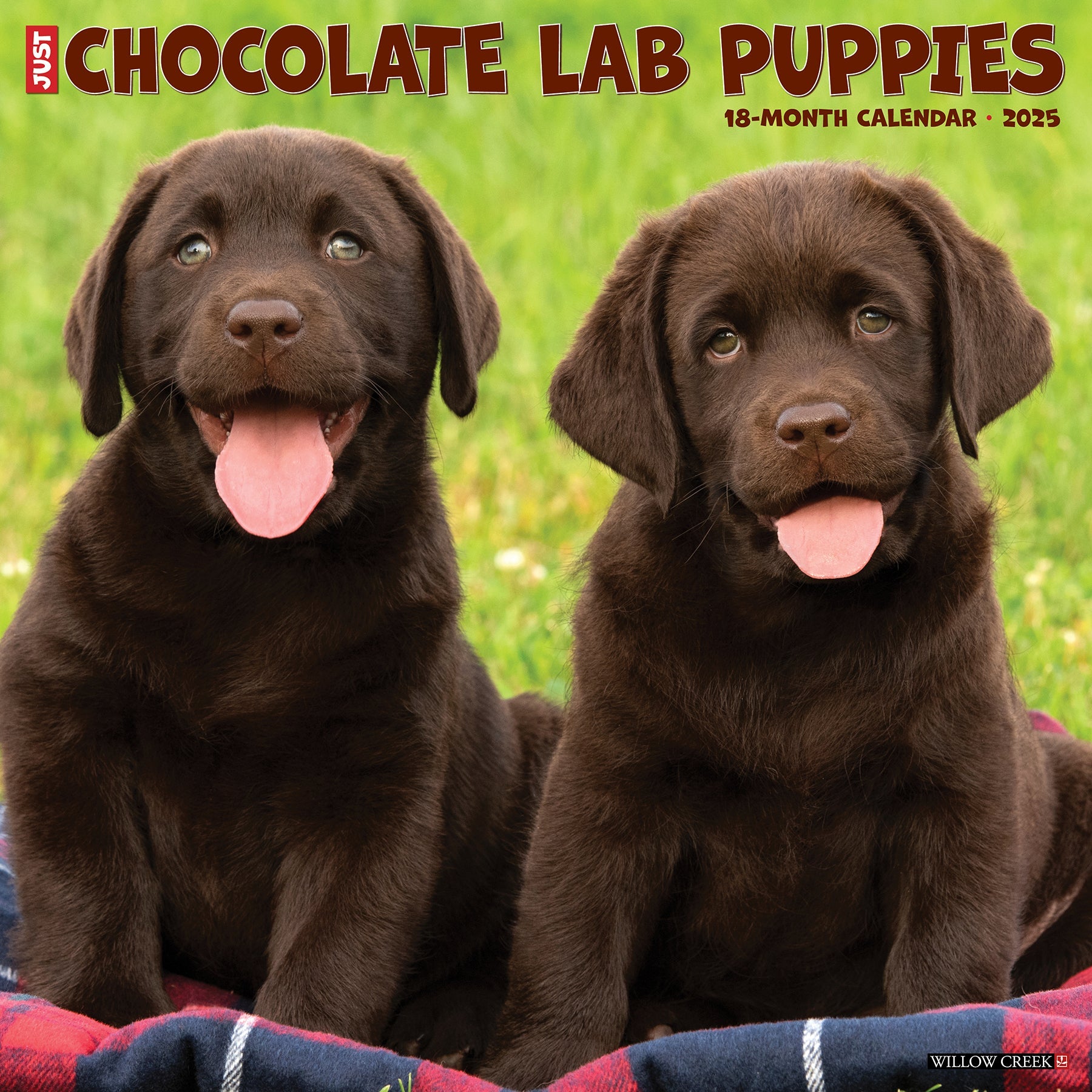 2025 Chocolate Lab Puppies - Square Wall Calendar