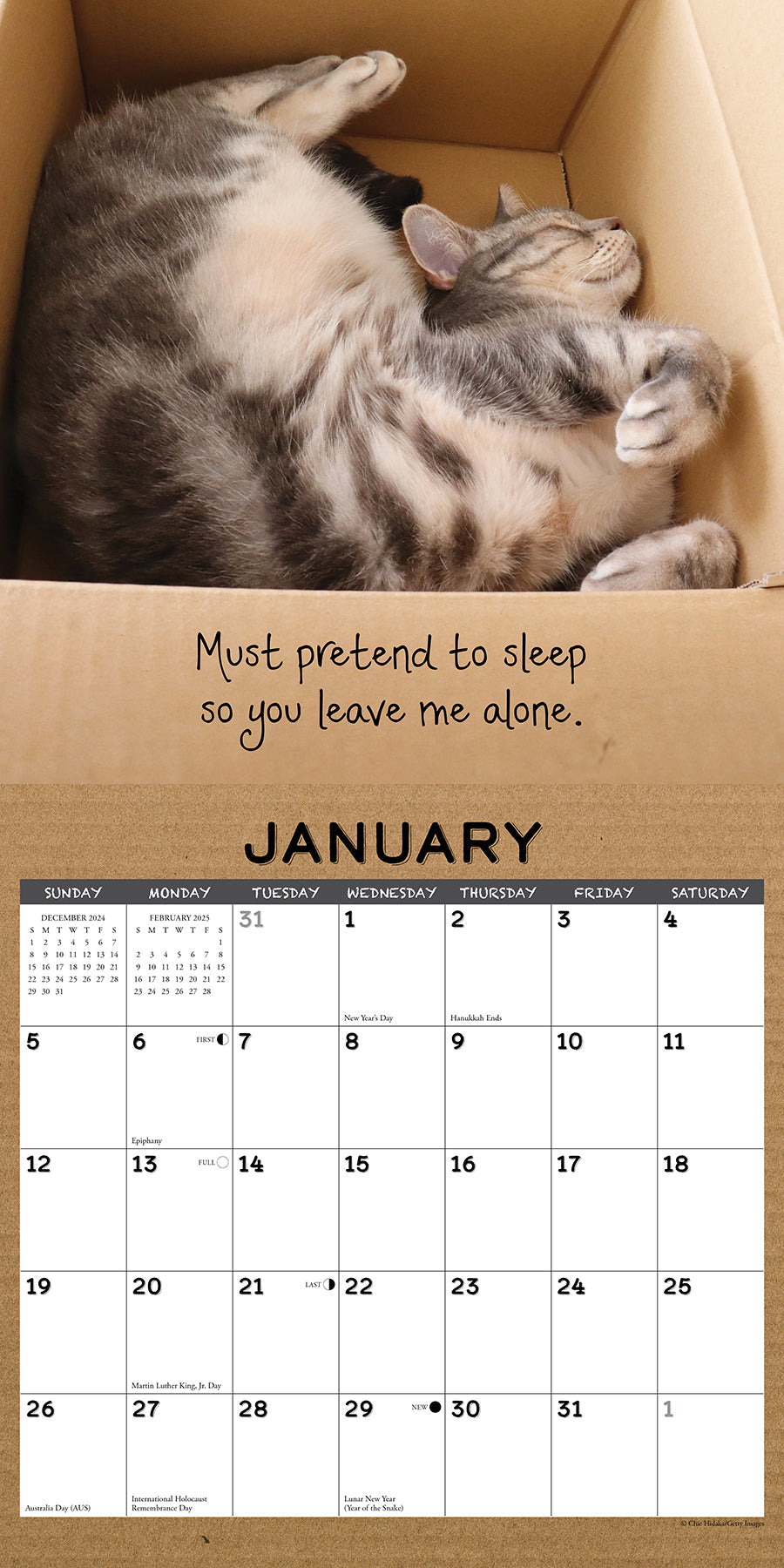 2025 Cat in a Box - Square Wall Calendar