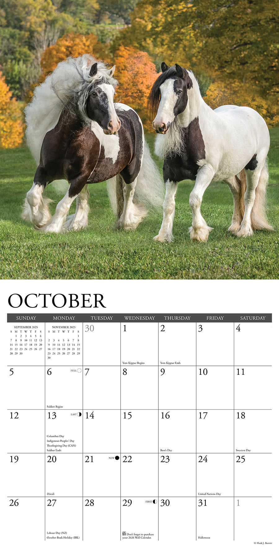 2025 Gypsy Vanner Horse - Square Wall Calendar