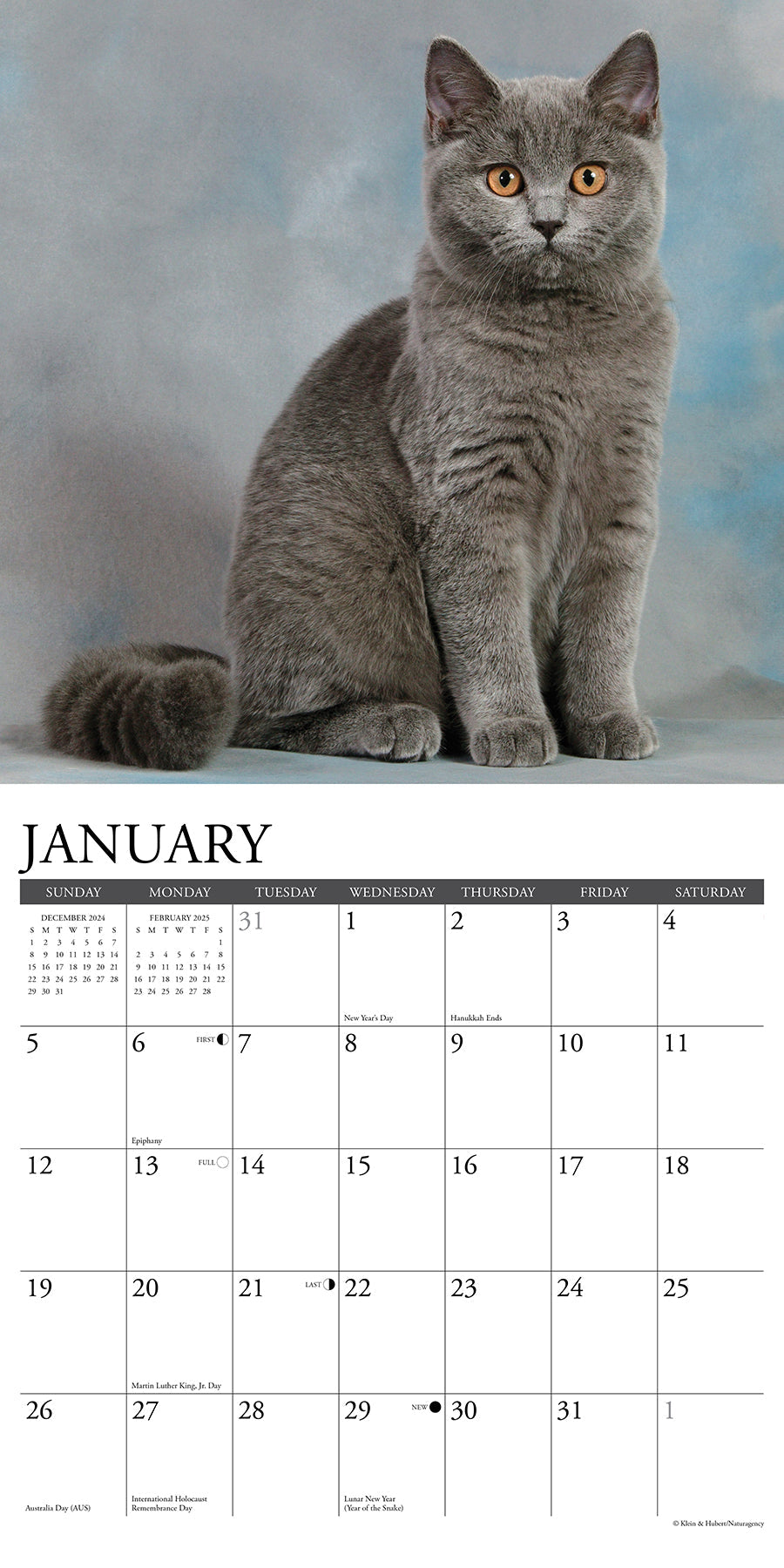 2025 British Shorthair Cats - Square Wall Calendar