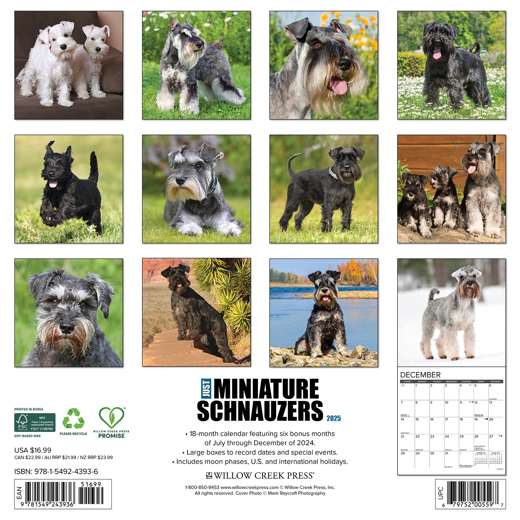 2025 Miniature Schnauzers - Square Wall Calendar