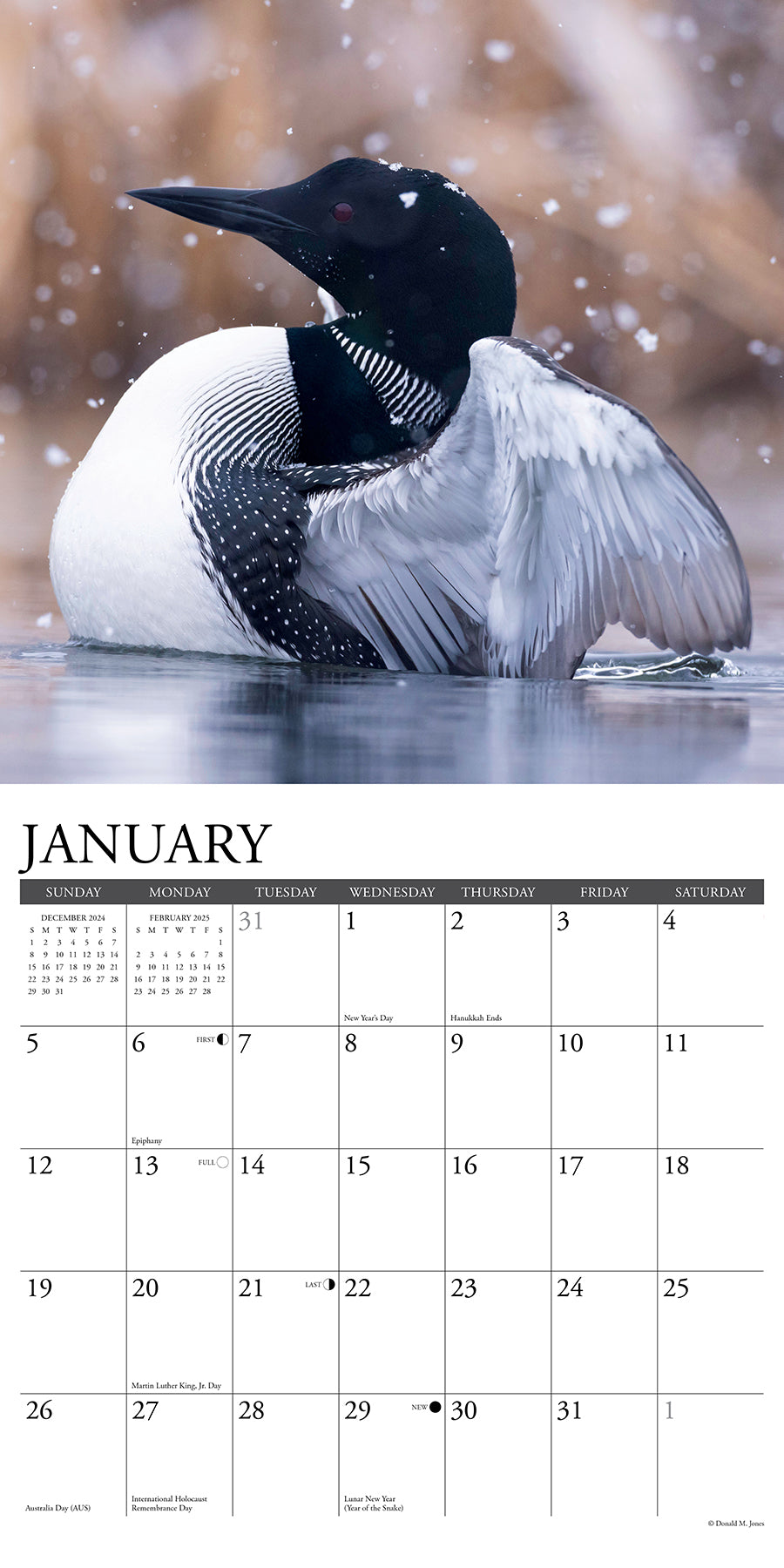 2025 Loons - Square Wall Calendar