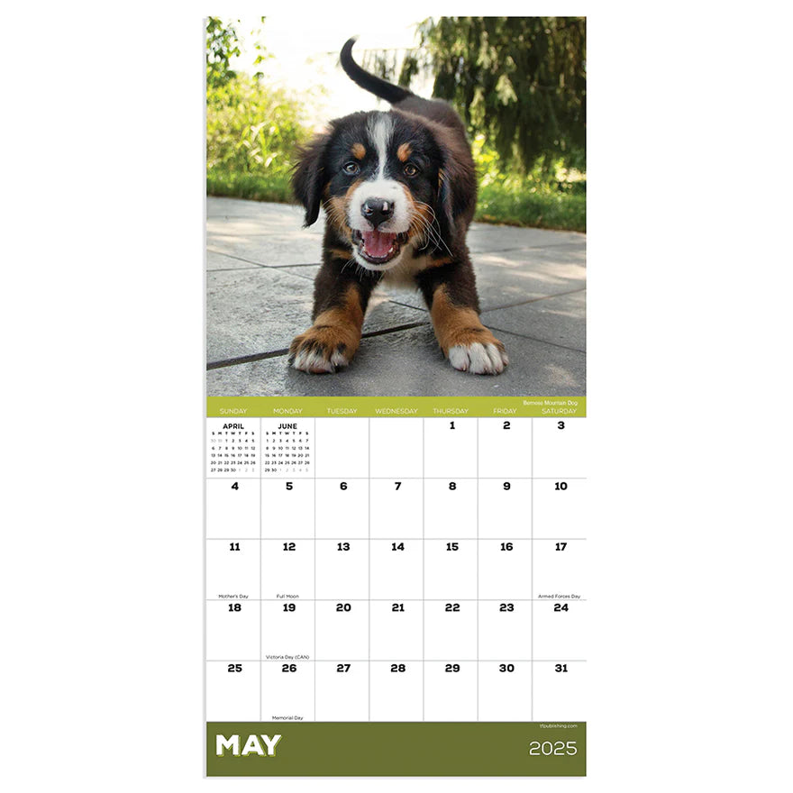 2025 Puppies - Mini Wall Calendar
