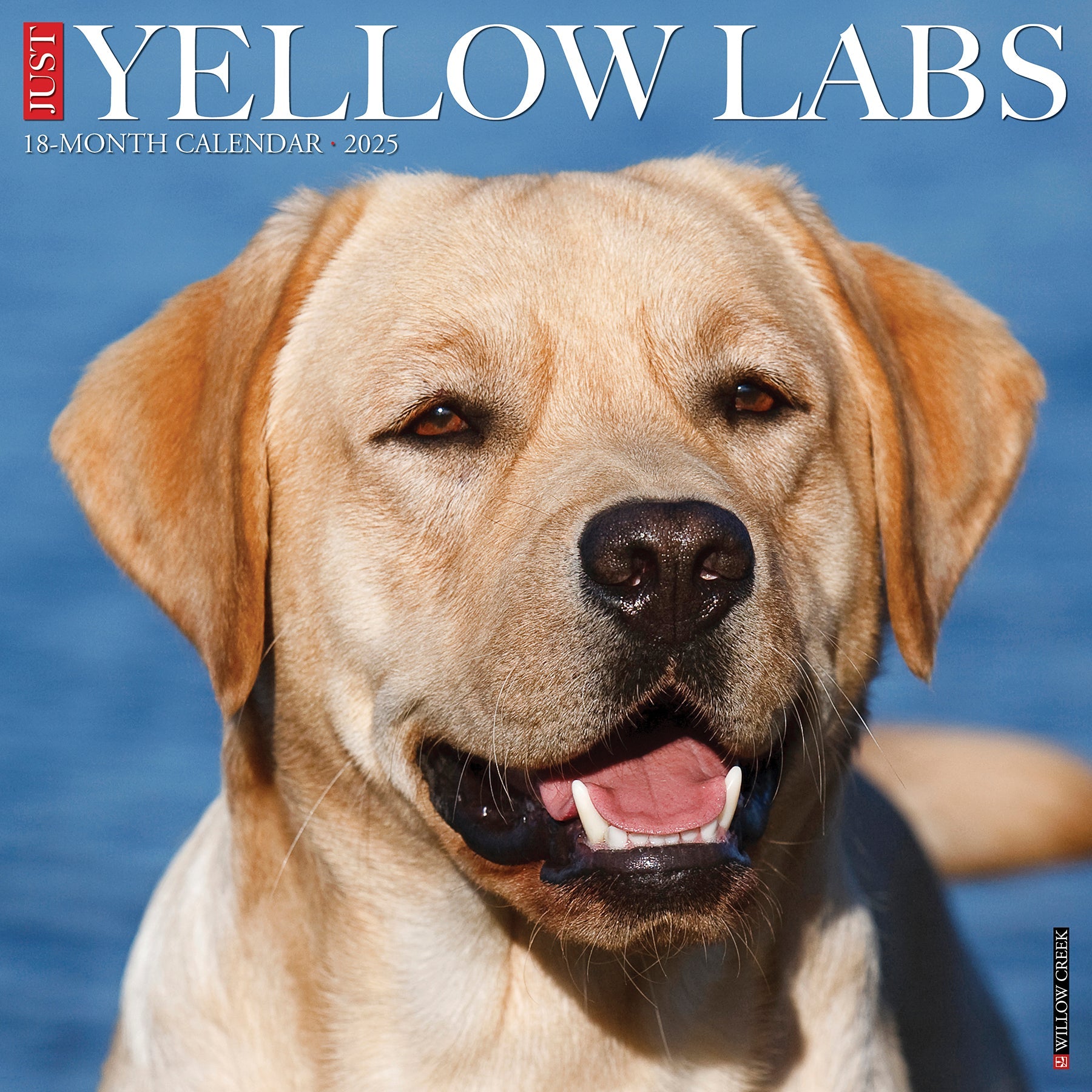 2025 Yellow Labs - Square Wall Calendar