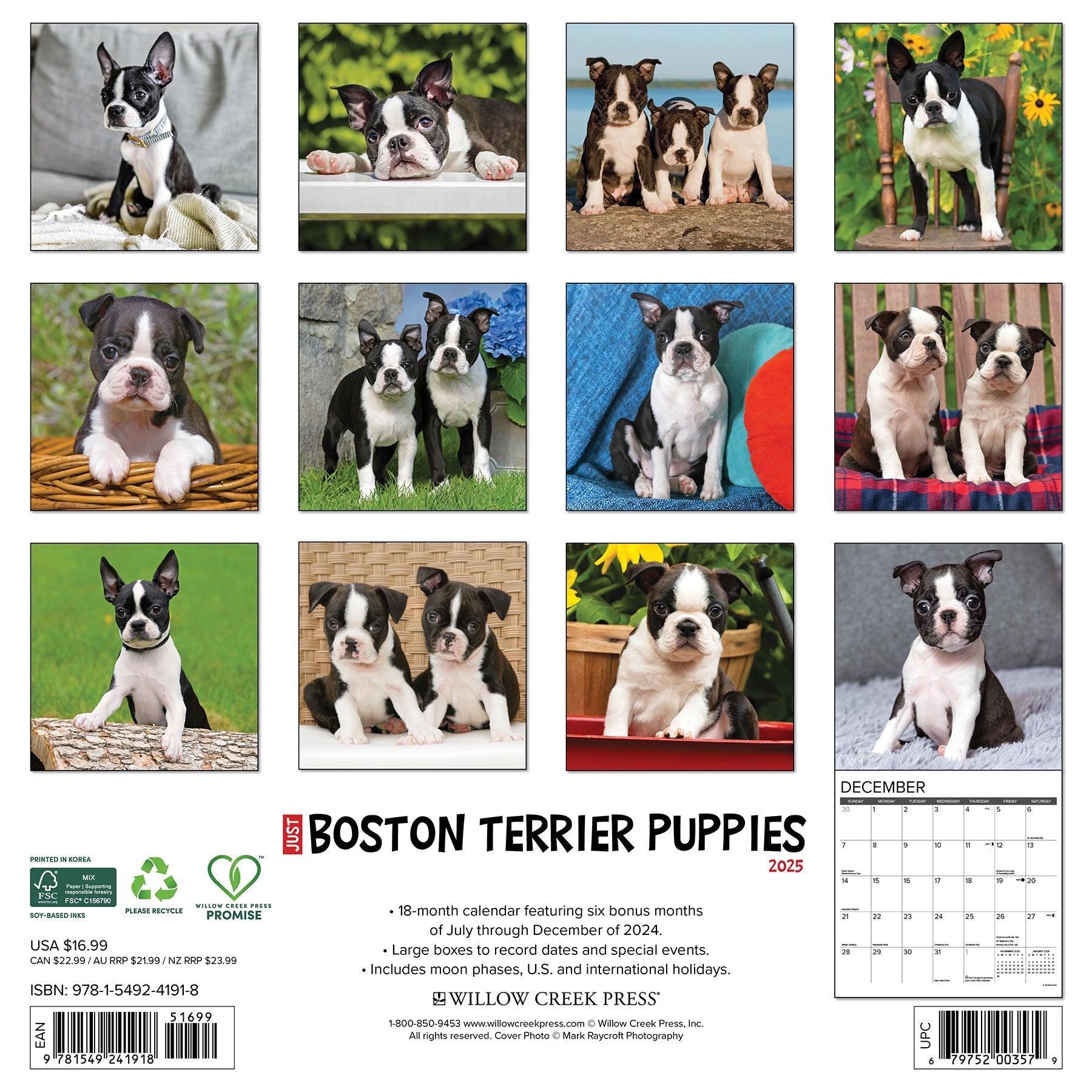 2025 Boston Terrier Puppies - Square Wall Calendar