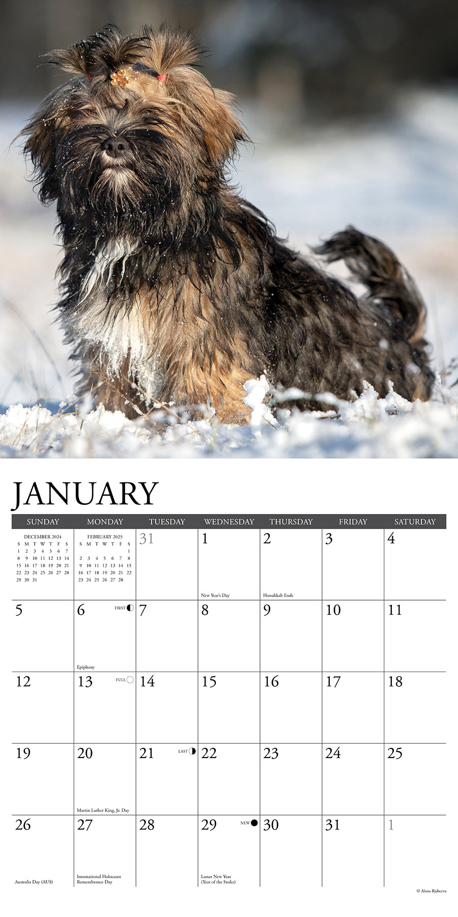 2025 Lhasa Apsos - Square Wall Calendar