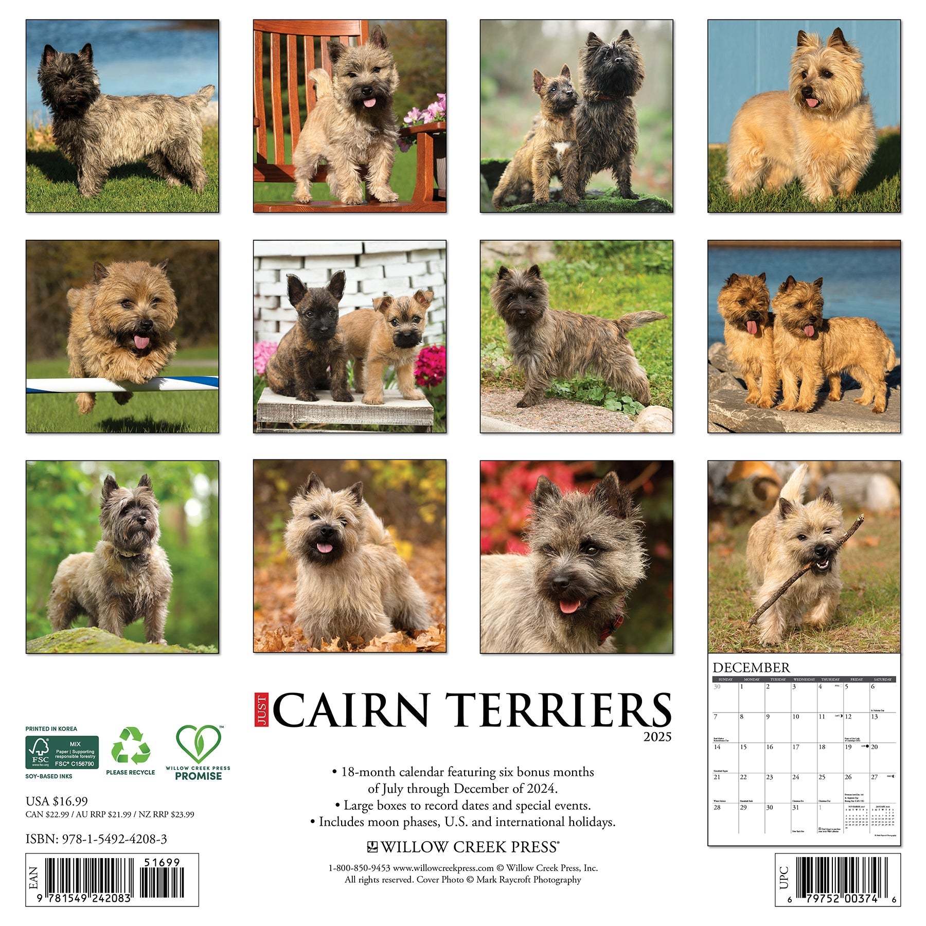 2025 Cairn Terriers - Square Wall Calendar