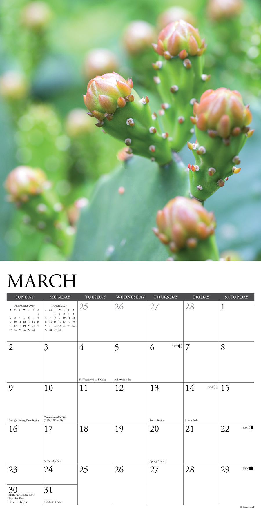 2025 Cactus - Square Wall Calendar