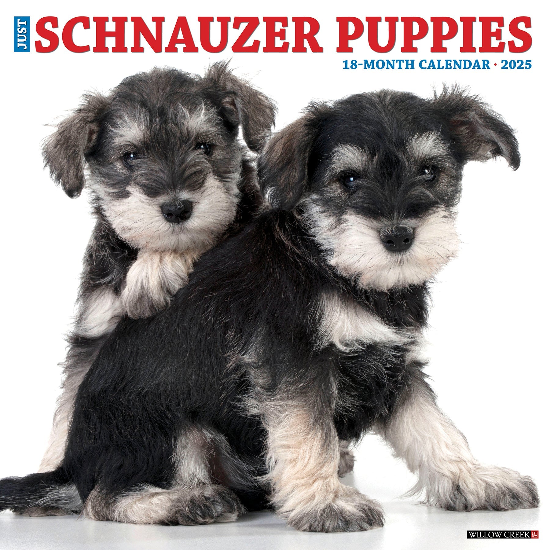 2025 Schnauzer Puppies - Square Wall Calendar