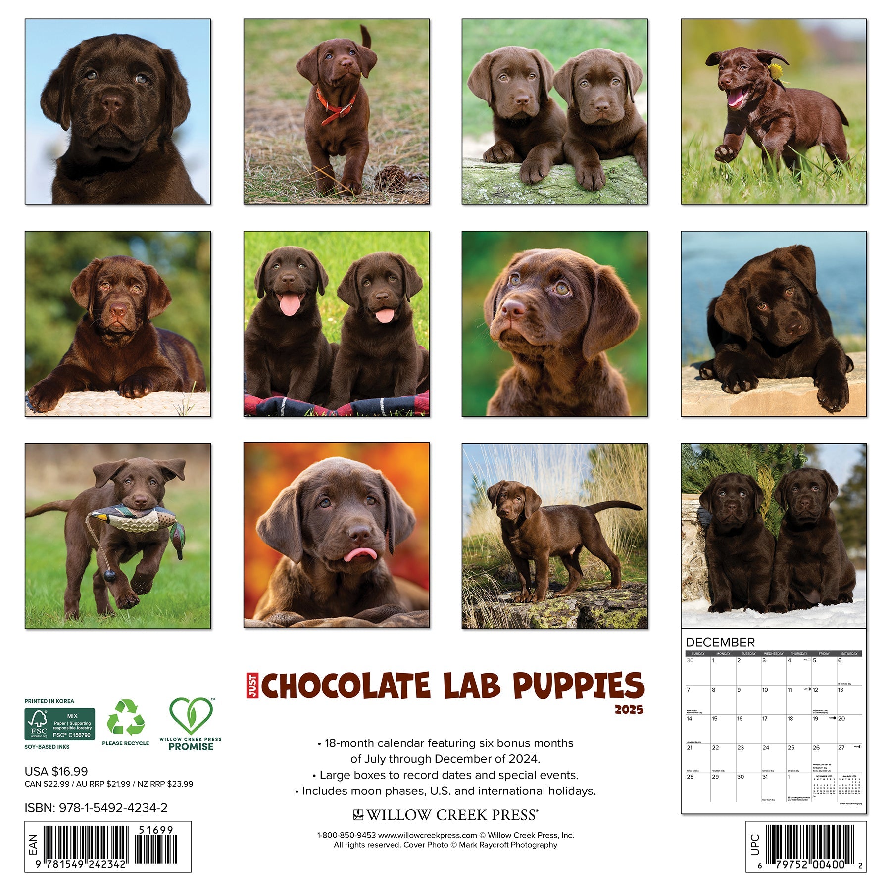 2025 Chocolate Lab Puppies - Square Wall Calendar