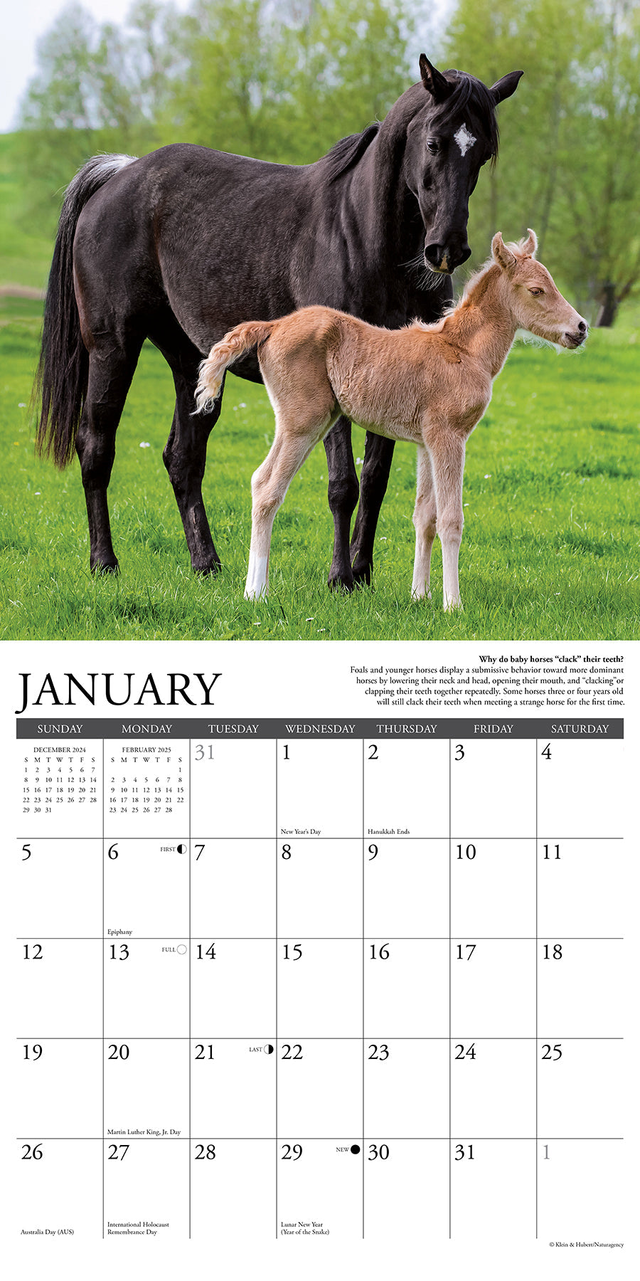 2025 Why Horses Do That - Square Wall Calendar