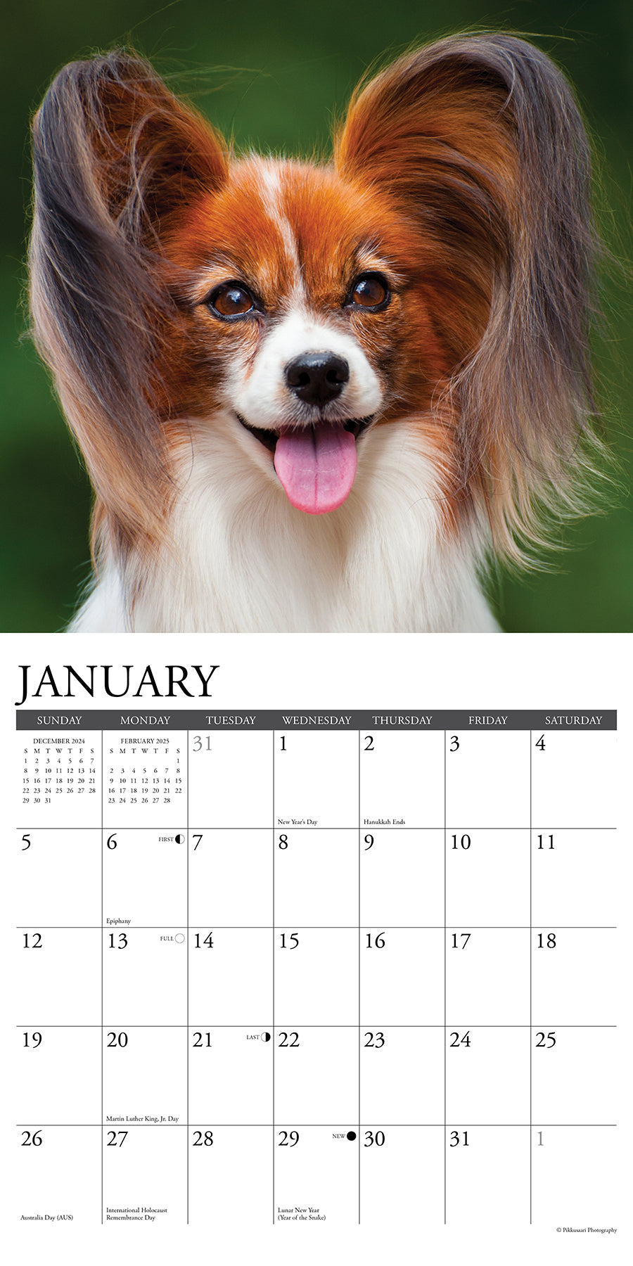 2025 Papillons - Square Wall Calendar