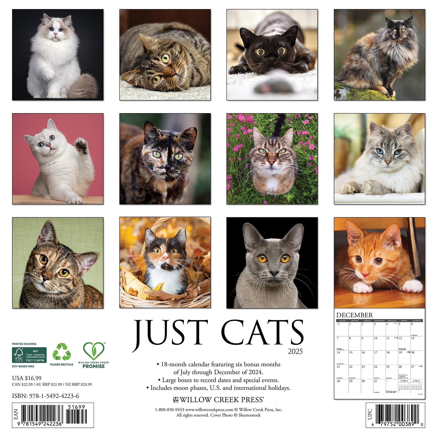 2025 Cats - Square Wall Calendar