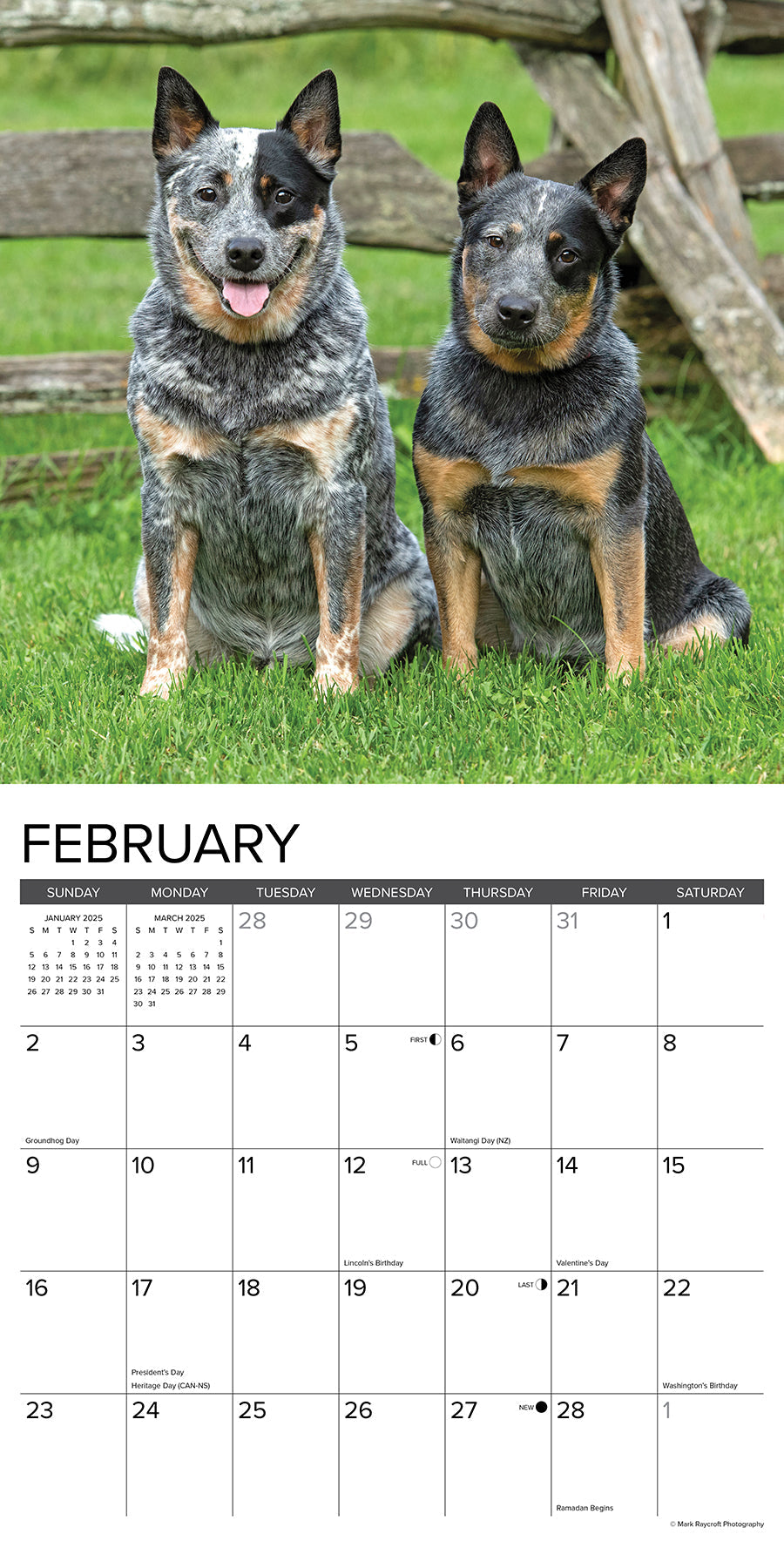 2025 Blue Heelers - Square Wall Calendar