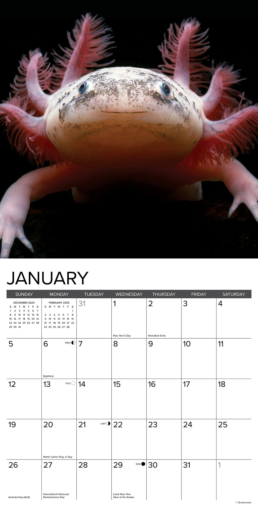 2025 Axolotls - Square Wall Calendar