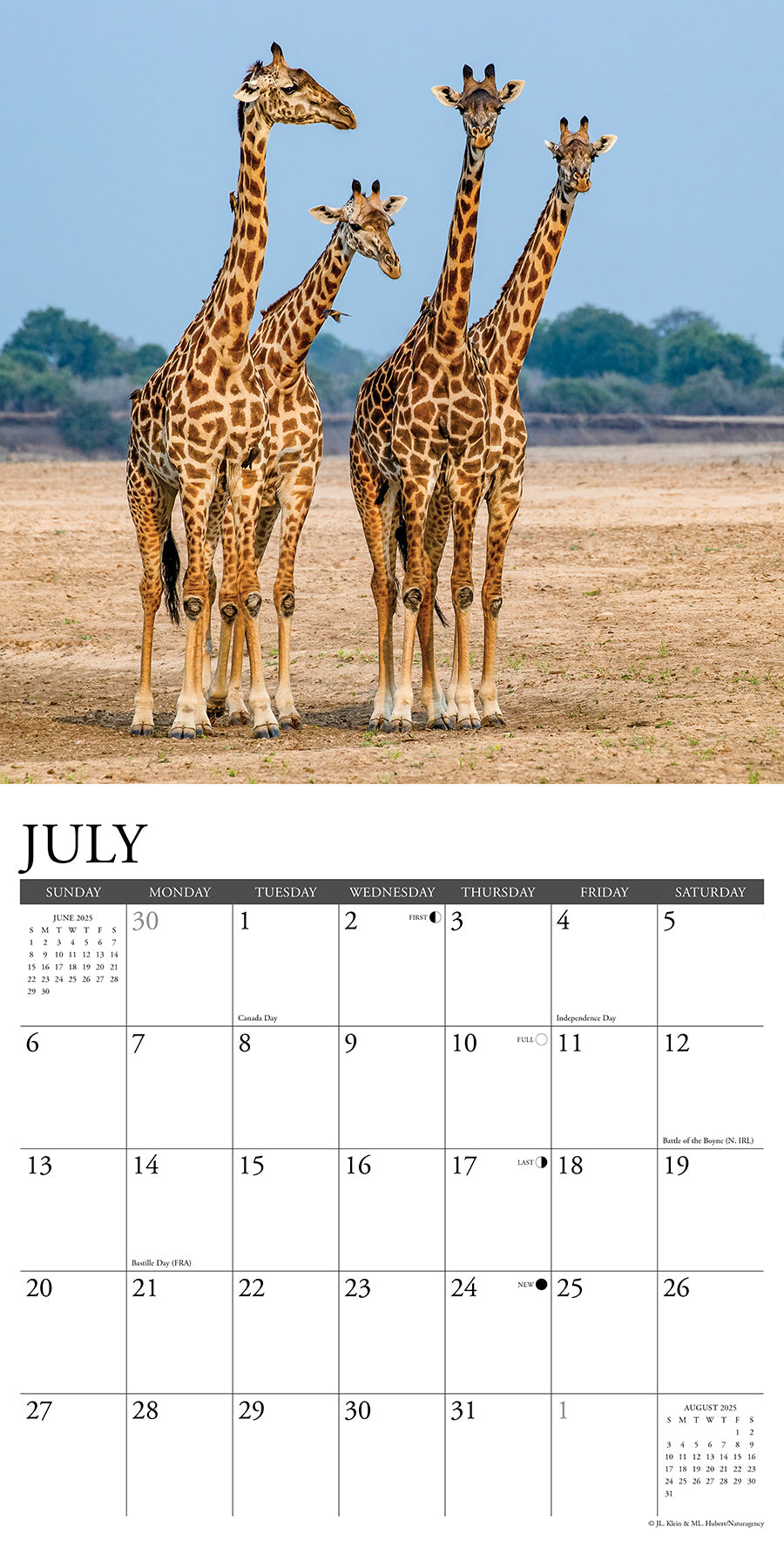 2025 Giraffes - Square Wall Calendar