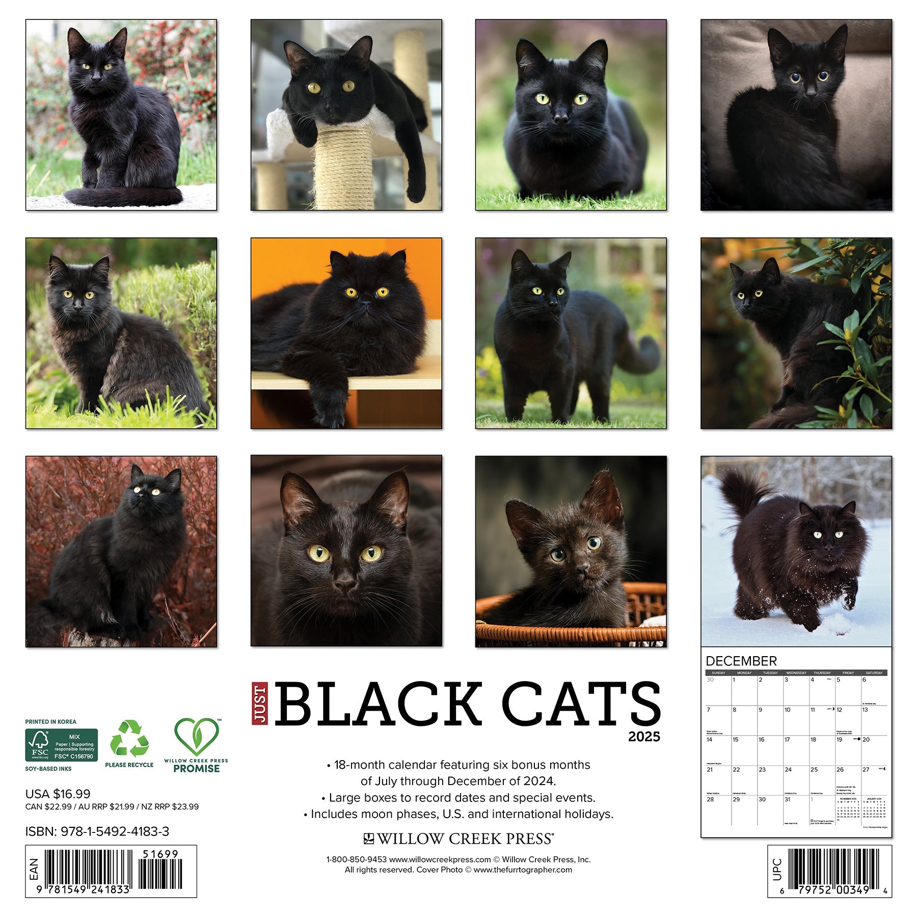 2025 Black Cats - Square Wall Calendar