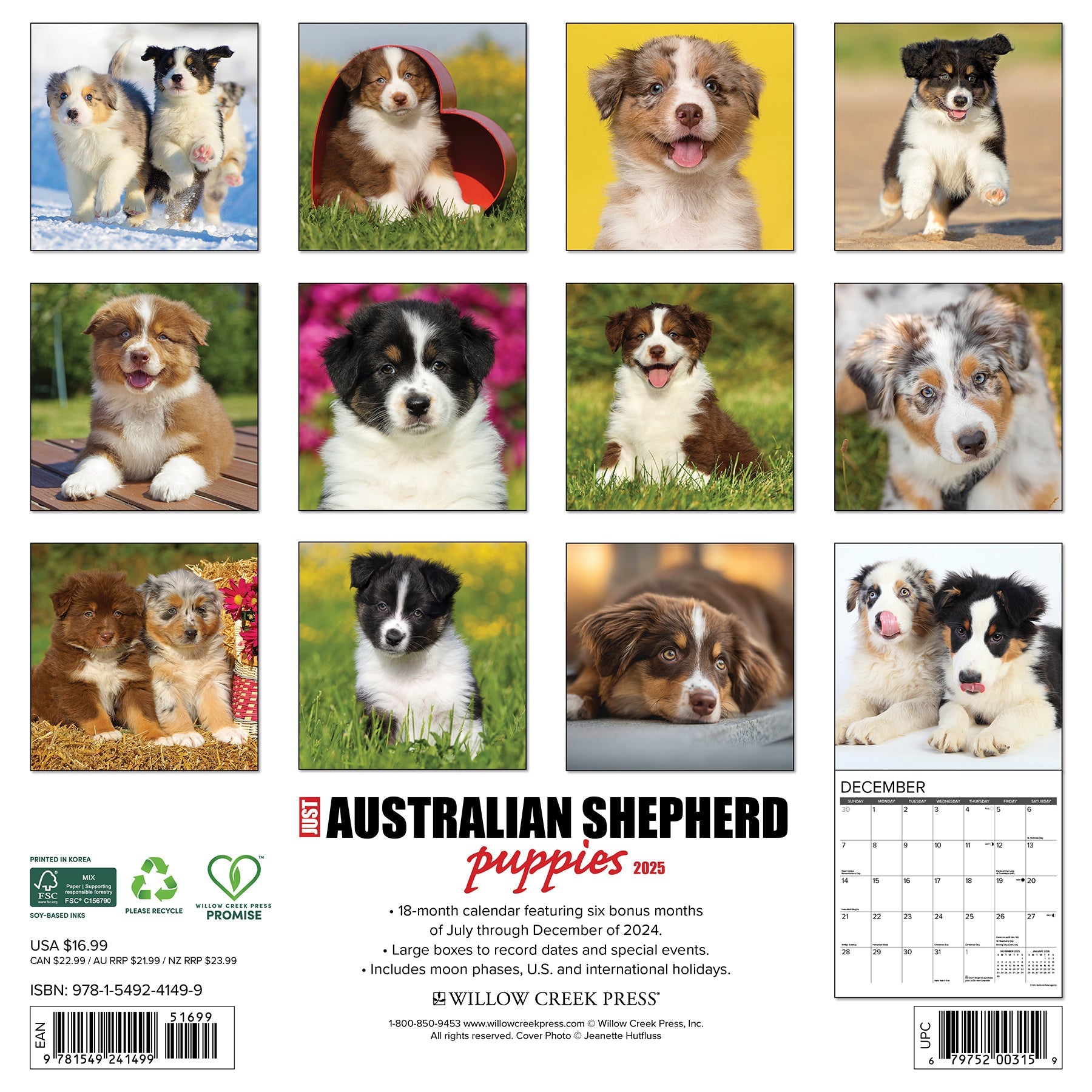 2025 Australian Shepherd Puppies - Square Wall Calendar