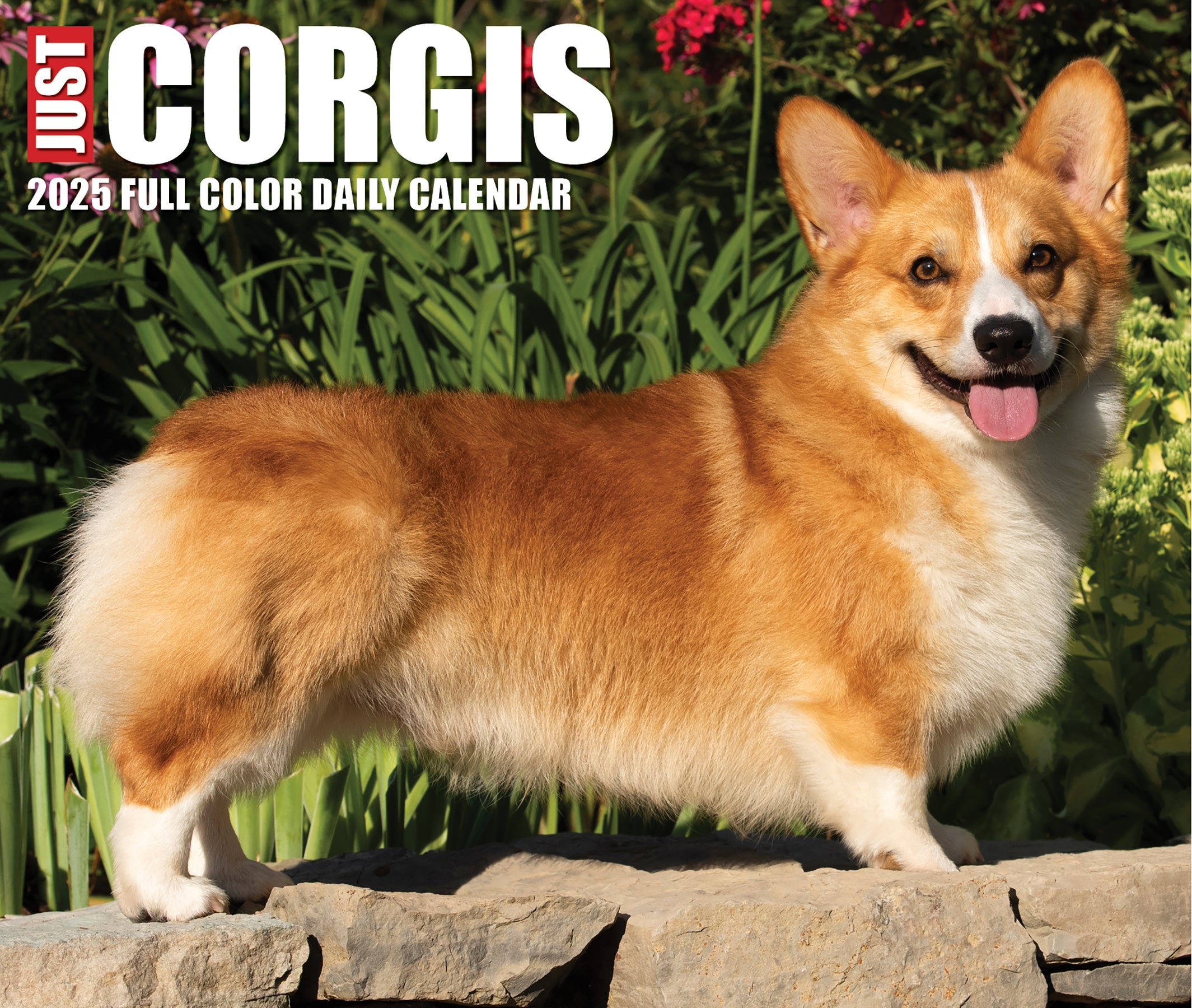 2025 Corgis - Daily Boxed Page-A-Day Calendar
