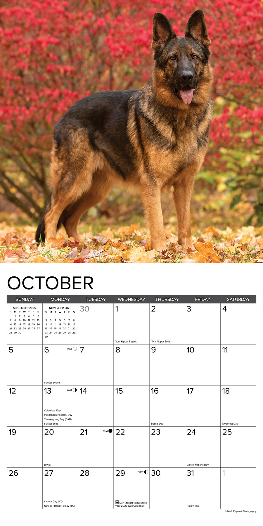 2025 German Shepherds - Square Wall Calendar