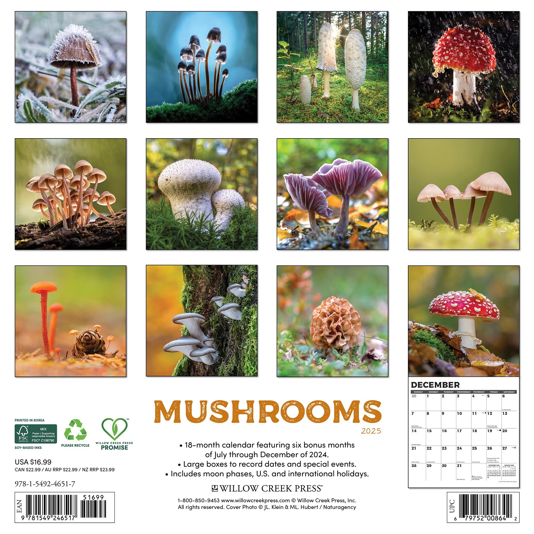 2025 Mushrooms - Square Wall Calendar