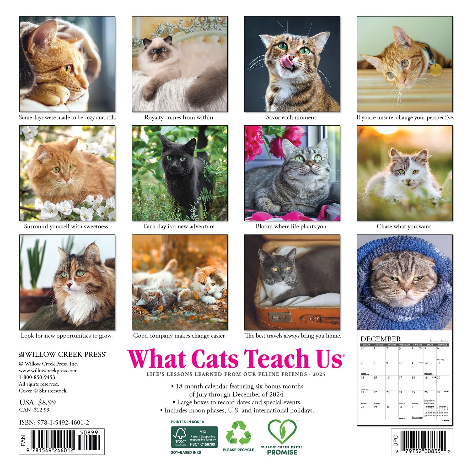 2025 What Cats Teach Us - Mini Wall Calendar